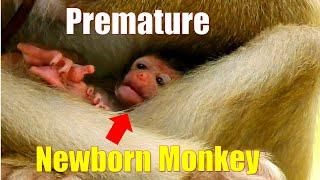 Premature Newborn Monkey, The smallest newborn in the troop of Amber, Fresh Newborn Monkey 1484