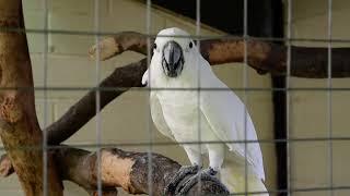 White Cockatoo