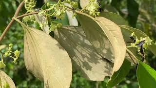 Indian Jujube Thai Giant After Hurricane Helene…central Florida zone 9B…9-27-24