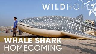 Turning India’s Fishermen into Whale Shark Saviors | WILD HOPE