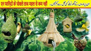 Most Beautiful Nest Is Made By Which Bird | Most Beautiful Nest In The World.