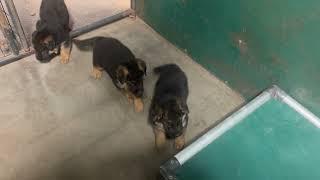 These German Shepherd puppies got solid nerves!