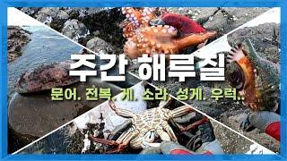 해물찜 재료 구하러 바다에 장보러.... / 홀리코리안