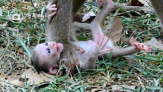 Small baby monkey Lily is c-rying l-oudly when mom Libby wean-ing milk