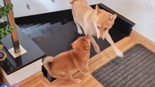 CHAOS!! watch what happens when mom's back from her morning walk