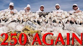 250 Snow Geese AGAIN with Claudio Ongaro | Alberta Duck Hunting and Goose Hunting @Cabela-s #250club