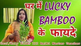 Lucky Bamboo के फायदे |Benefits of Bamboo| 7000808192 | {REIKI}{ANGEL}{SWITCH WORDS}