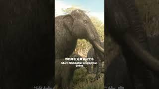 Rediscovering an Ancient Giant: The Legendary Weifang Mammoth