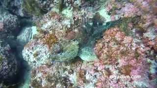 (쏨)쏨뱅이(Sebastiscus mamoratus)~ False kelpfish, Marbled rockfish