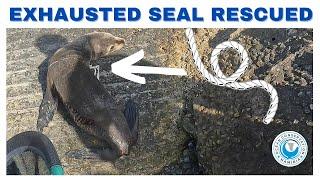 Exhausted Seal Rescued