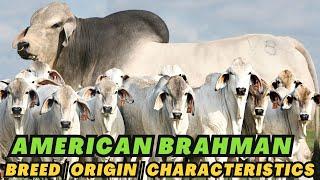 Discovering American Brahman Cattle - Beauty, Strength, and Heritage!