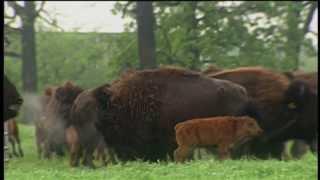 Notes from the Field tv - American Bison