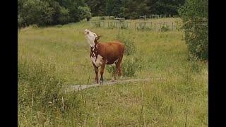 Mooing bull saying moo (not a cow, possibly a bullock)