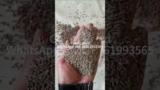 cumin seeds