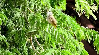 นกปรอดหน้านวล, Yellow Vented Bulbul bird / 2020/12/23