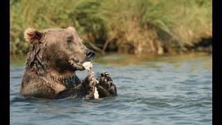 Kodiak Legends Lodge — Best Alaska fishing and sightseeing in Larsen Bay