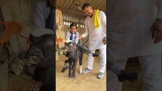 Kallo | Ajay Hooda (Official Video) Pranjal Dahiya & Sapna Chaudhary Viral Reels | New Year 2025