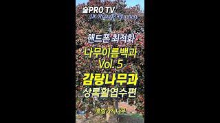 나무이름백과 Vol.  5.  감탕나무과 상록활엽수편