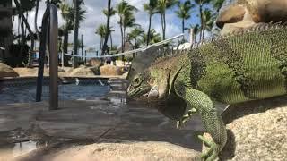 Slow motion of Iguana by pool at resort in Aruba