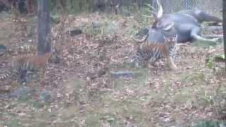 Baby Tigers at the Zoo