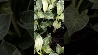 indoor pot#Philodendron Birkin plants#Garden