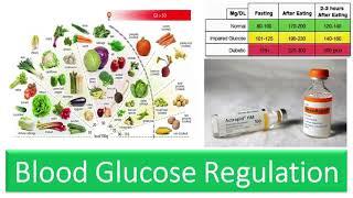 Blood Glucose Regulation -Blood Sugar Levels, Role of Insulin & Glucagon, Fasting and Post Prandial