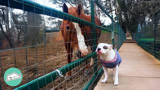 Pittie Goes To Farm To Visit His Horse Buddy | Cuddle Buddies