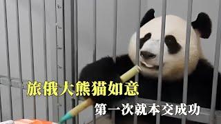 旅俄大熊猫如意,第一次就本交成功，和丁丁开启恋爱生涯【西风探瘦马】