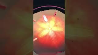 Sand Dollar Meditation for Abundance #meditation #abundance #manifestation #relaxing #chill #money