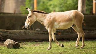 Animal Spotlight: Persian Onagers