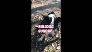 Pro-Styles Kennel Happy BullDog Sonday #2
