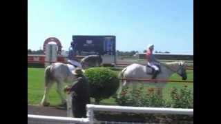 Draught Horse Race at Eagle Farm, March 2013, to promote CHHFDA Gatton Field Days