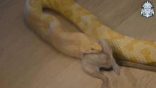 Wąż zbożowy vs Szczur corn snake vs rat