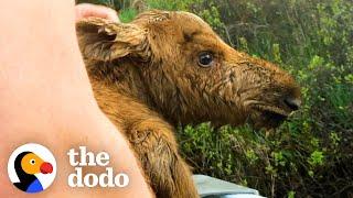 Fishermen Save Baby Moose From Drowning | The Dodo