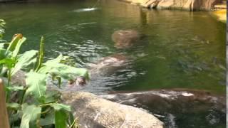 Hippos Zoo Cologne 2015