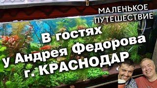 В гостях у Краснодарского аквариумиста Андрея Федорова.  Аквариумы, кролики и голуби