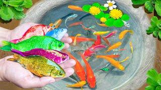 Amazing Catching Strange Colored Ornamental fish, KOI Red Guppy, Blue Grass Guppy, Turtle, Guppy