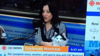 The Oreo Cat: Oreo Cat on CBC Daybreak