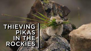 Pikas in the Rockies steal from their neighbours to survive