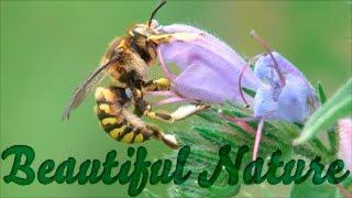 Stunningly beautiful nature - relax and positive! Macro shooting. YouTube Videos