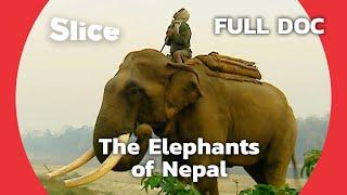 The Royal Elephants of Nepal | SLICE | FULL DOCUMENTARY