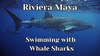 Whale Sharks in Riviera Maya Mexico. Swimming with whale sharks is it dangerous?