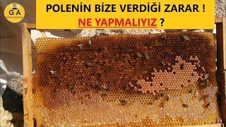 Kovanda Polenli çıtanın bize verdiği zarırı görün. Ne yapmalıyız.  Beekeeping.