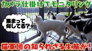 【冬のにゃんこ祭り２０２３】色々な所にカメラを仕掛けてモニタリングしたら意外な事実判明！