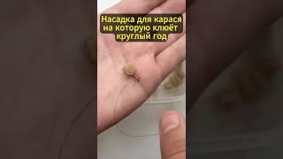 Насадка для карася на которую клюет круглый год #рыболовная #рецепт #рыбалка