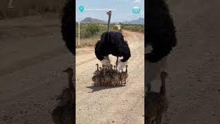 Ostrich Chick Shelters Under Dad In Sun || ViralHog