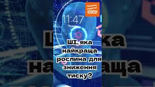 Яка  найкраща лікарська рослина для зниження тиску