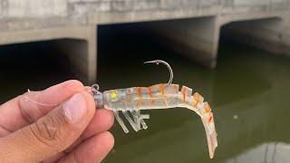 Feels good to be back Townsville landbased fishing