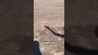 Бешеный краб бьётся с человеком #крабик #краб #тень #бой #бойстенью #морталкомбат #битва #текен
