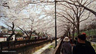 Jinhae Gunhangje Yeojwacheon Romance Bridge Cherry Blossom Trail Walking Scenery - 4K HDR